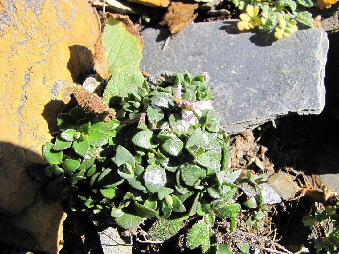 Noccaea corymbosa (=Thlaspi lereschianum) e Papaver alpinum